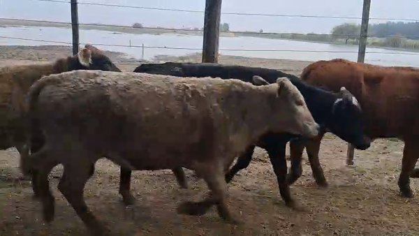 Lote 55 Novillitos