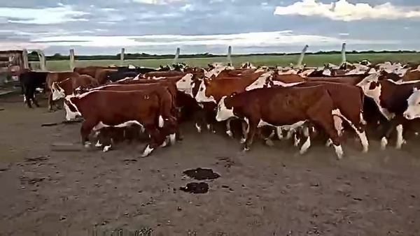 Lote 80 Novillitos en Nogoyá, Entre Ríos