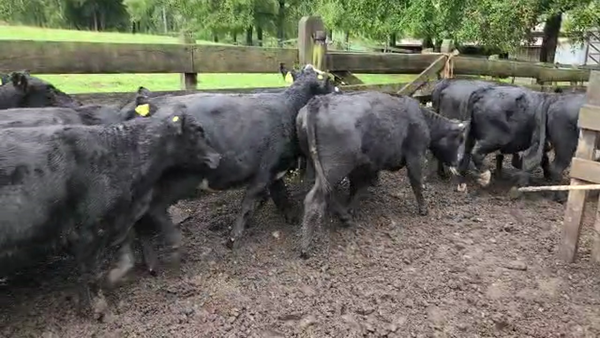 Lote 25 Vaquilla Engorda en Los Lagos, XIV Región Los Ríos