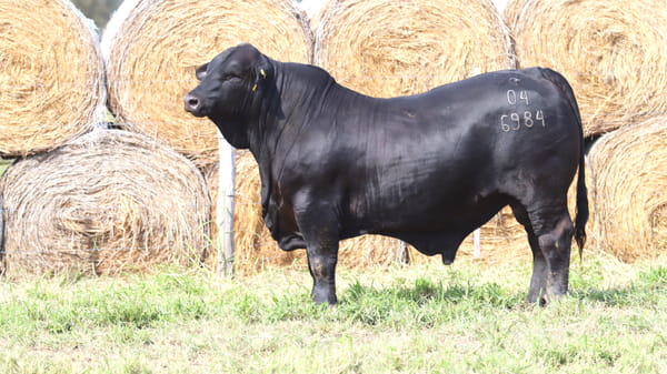 Lote LOTE 41