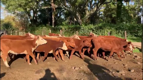 Lote VAQUILLONAS 1-2