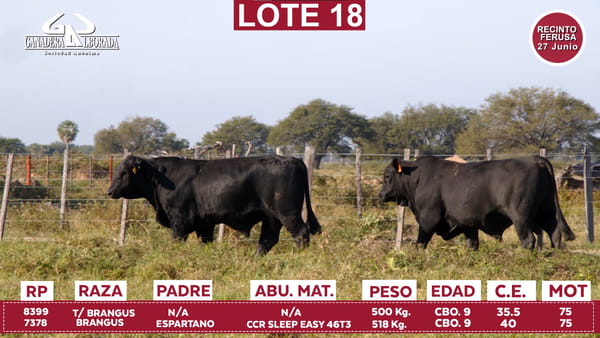 Lote Reproductores de Alborada - Lote 18