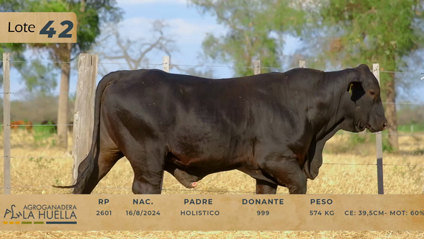 Lote LOTE 42