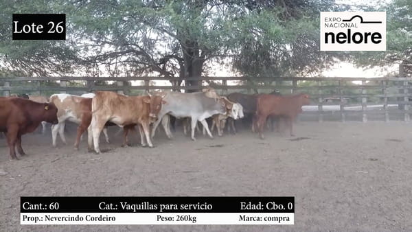 Lote Expo Nacional Invernada Nelore - Lote 26
