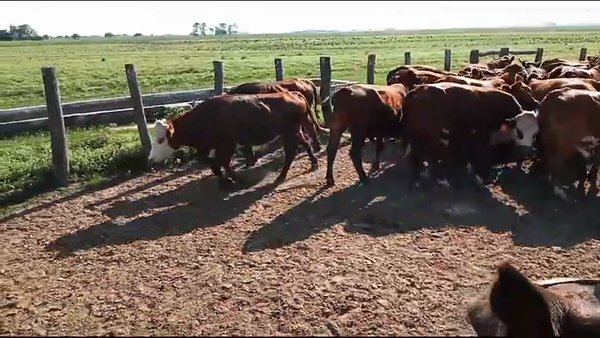 Lote 92 Novillos en Esquina, Corrientes