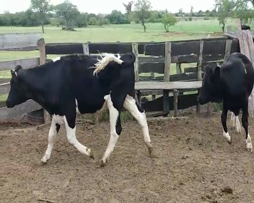 Lote (Vendido)2 Novillos HO 360kg -  en COLONIA ARRUE
