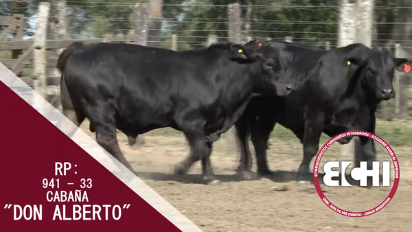 Lote TOROS BRANGUS CABAÑA DON ALBERTO