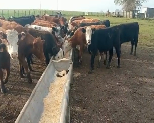 Lote (Vendido)40 Terneras Cruza Angus,  Shorton y Hereford 205kg -  en kiyu