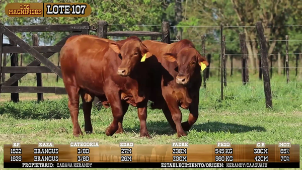 Lote LOTE 107