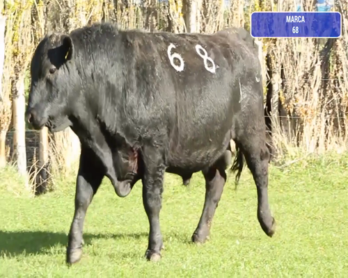Lote 1 Toro en Río Ibáñez, XI Región Aysén