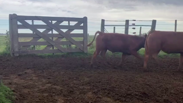 Lote 90 TERNS. MACHOS, GUAMINI, BS. AS.