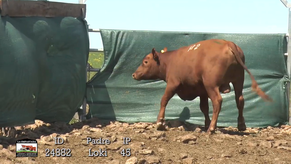 Lote 3 Toros, Artigas