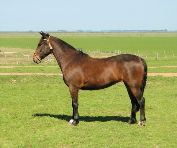 Lote Criollos da Fronteira Cañada Konia   RP: 374