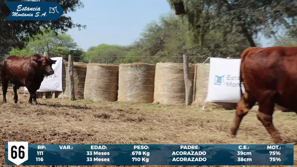 Lote LOTE 66