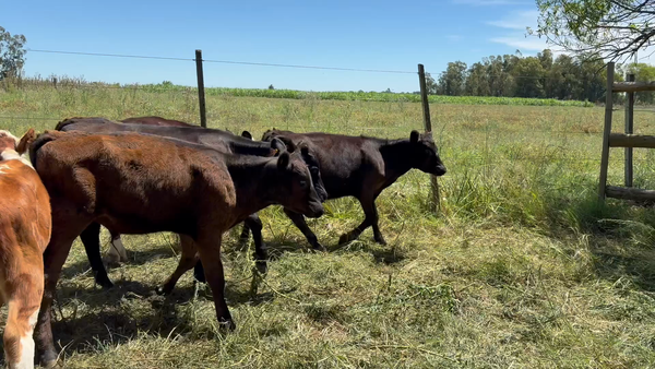 Lote TERNEROS Y TERNERAS