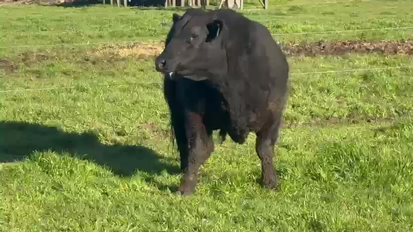 Lote TOROS PUROS DE PEDIGREE