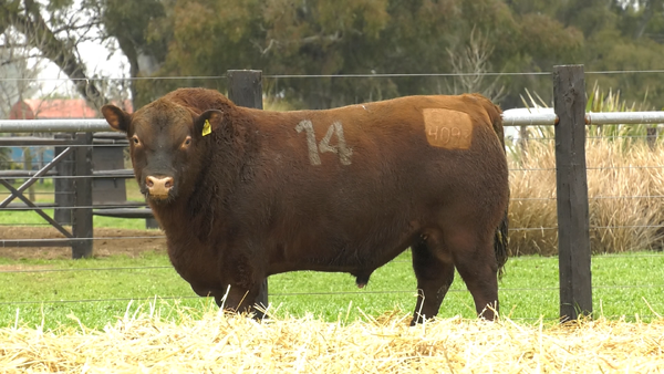 14 - 4093C — TOROS ANGUS PURO CONTROLADO