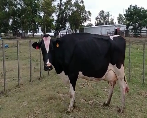 Lote Vaca HOLANDO, San José