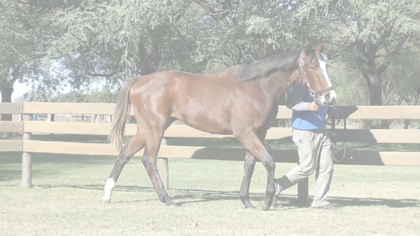 Lote DUDA RAZONABLE (BACKYARD HEAVEN -  PENNY TRIGGER)
