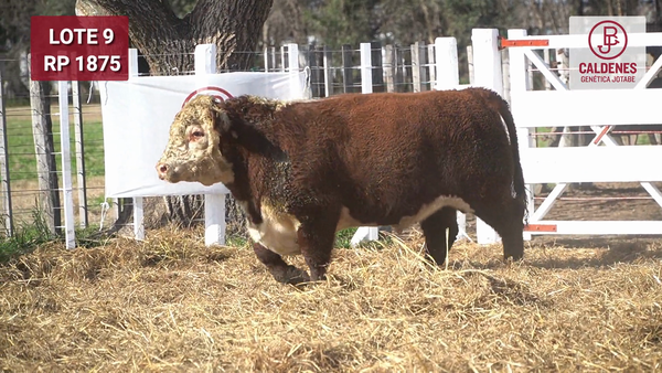 Lote Toro PR