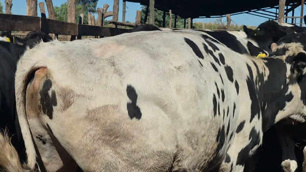 Lote 45 Novillo Gordo en Yerbas Buenas, VII  Región Maule