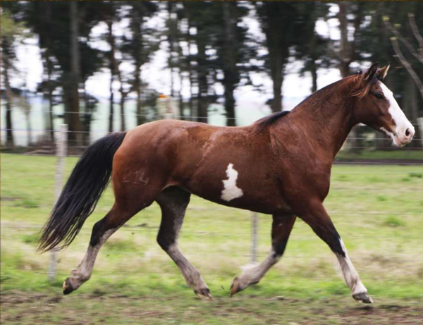 Lote Pipeta del Conventos