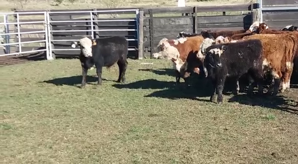 Lote (Vendido)45 Terneros CRUZAS CARNICERAS 225kg -  en PICADA BENITEZ