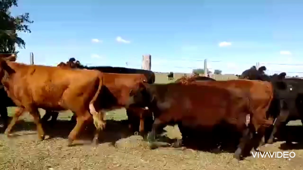 Lote 66 Terneros/as en Pila, Buenos Aires