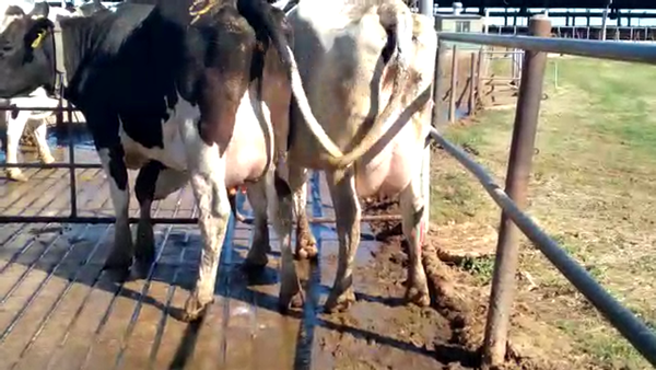 Lote Vaquillonas Paridas - La Ramada