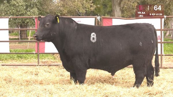 8 4129 — TOROS ANGUS NEGROS  PC