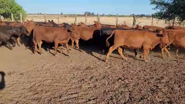 Lote 82 Terneras en Villaguay, Entre Ríos