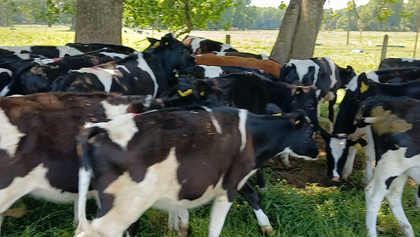 Lote 30 Ternera en Frutillar, X Región Los Lagos