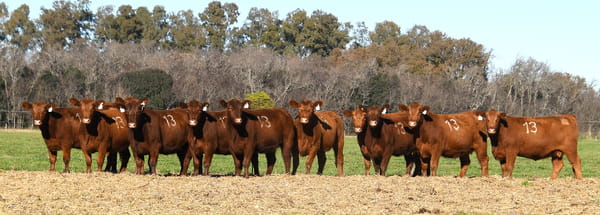 Lote VAQUILLONAS ANGUS PC