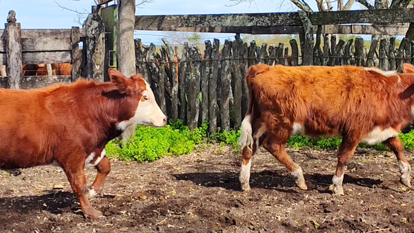 Lote 14 Terneros/as