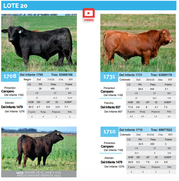 Lote Lote 20