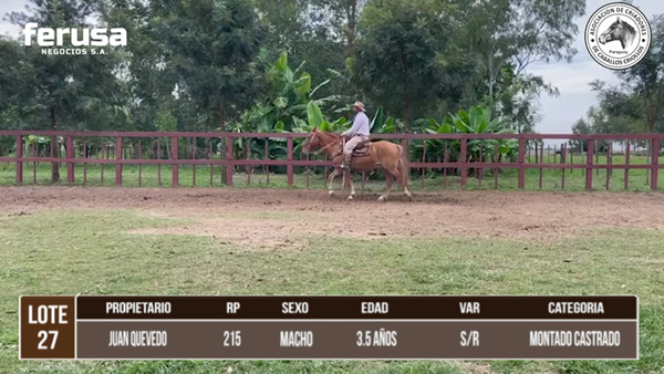 Lote LOTE 27 DE CAMPO