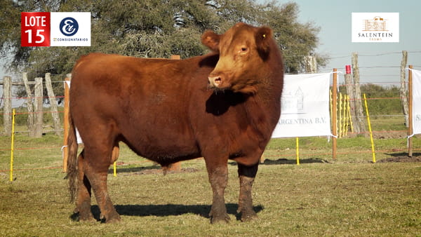 Lote LOTE 15 - TOROS ANGUS COLORADO PC NO. 8