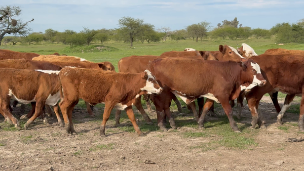 Lote 130 Terneros/as en Corrientes, Mercedes