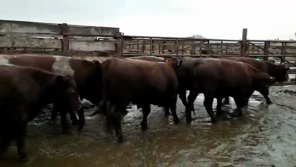 Lote 20 Novillo Gordo en Los Ángeles, VIII Región Biobío