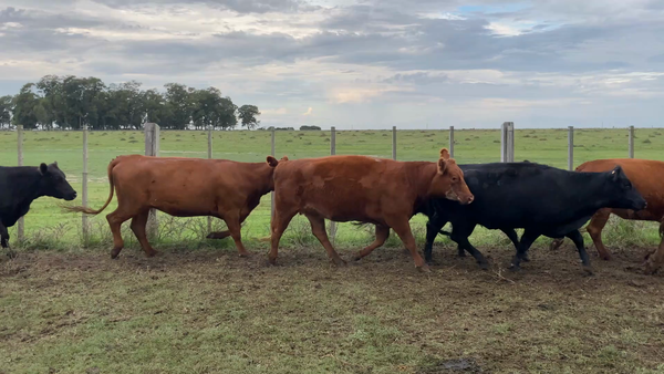 Lote 35 Vientres preñados en Treinta y Tres