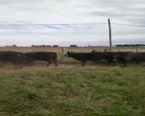 Lote 16 Novillitos y vaquillonas en Cañuelas, Buenos Aires