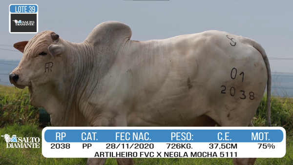 Lote LOTE 39