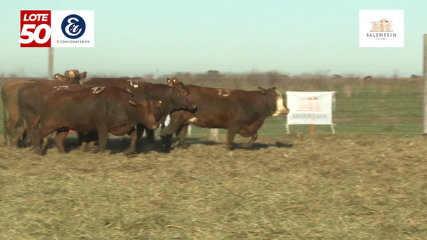 Lote Vaquillas Braford Generales Señal ´20-Preñadas IATF (22-12-2022) y Servicio Colectivo (01/01/23 al 05/02/23)