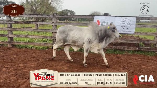 Lote Lote 36