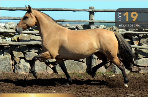 Lote Aquerenciada Milanga