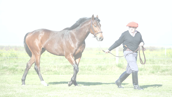 Lote BUCKY NIK (NICODEMUS - CHUCK BUCKY)