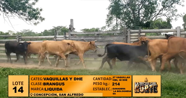 Lote Lote 14