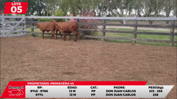 Lote LOTE 5