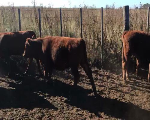 Lote 74 Terneros/as en Coronel Suarez, Buenos Aires
