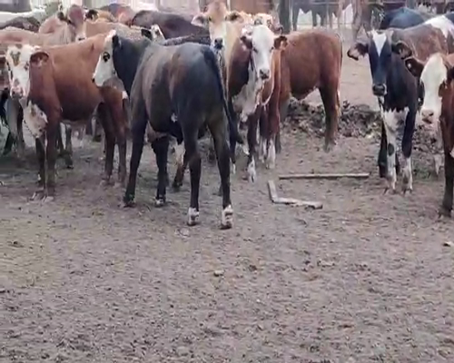 Lote 180 Terneros/as en Gral. Vedia, Chaco